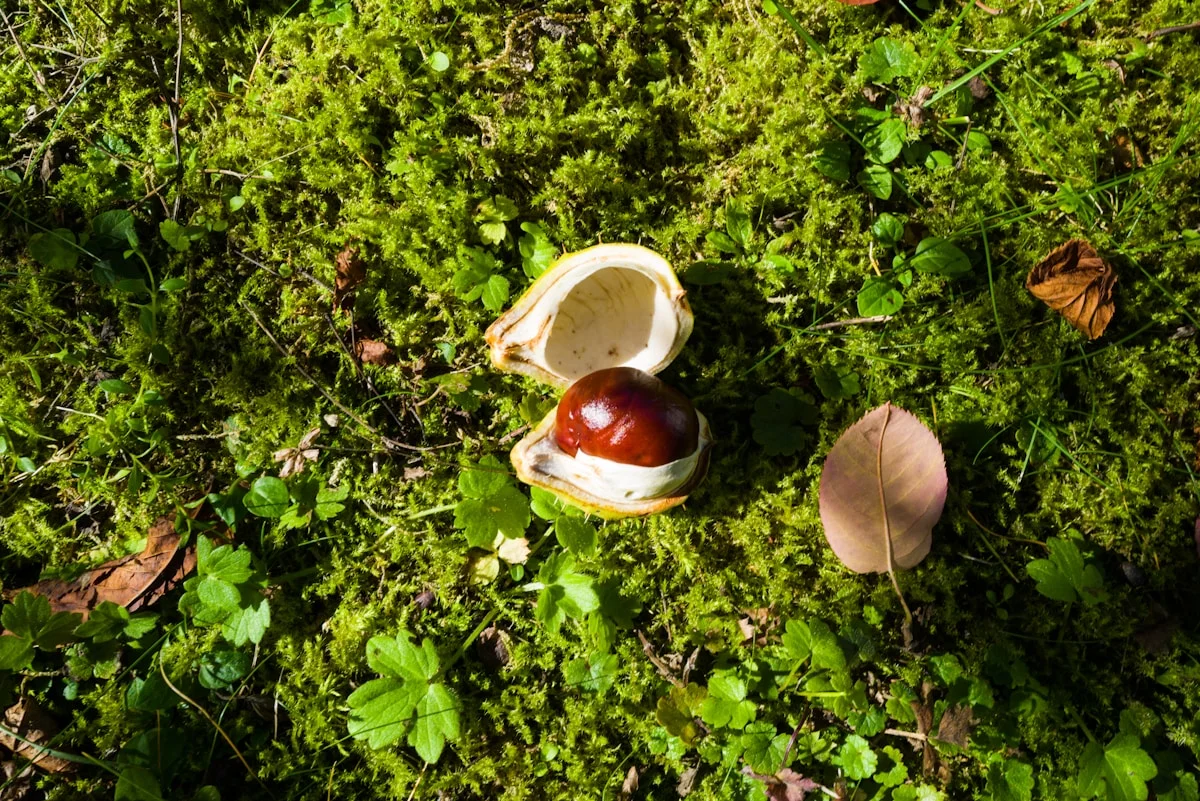 Bli kvitt mose i plenen permanent – jernvitriol, kalking og vertikutering